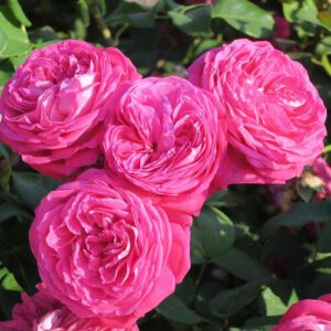 FREIFRAU CAROLINE kvapni plika šaknis