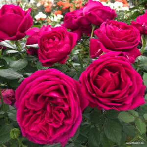 Fur Elisa kvapni plika šaknis