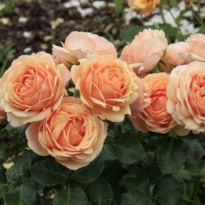 GENEVIEVE ORSI (JACACIEN) vazone