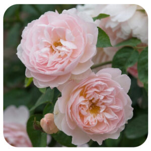 GENTLE HERMIONE (AUSRUMBA)vazone