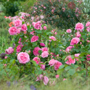 GERTRUDE JEKYLL plika šaknis