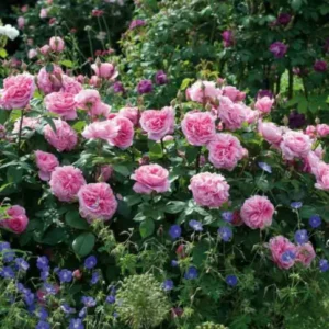 GERTRUDE JEKYLL  vazone