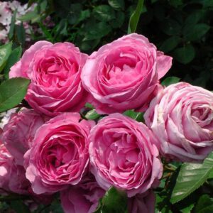 GHITA RENAISSANCE labai kvapni