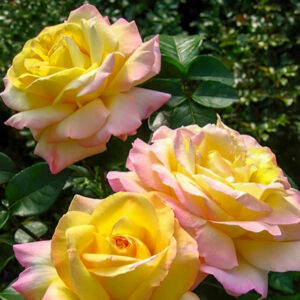 GLORIA DEI plika šaknis