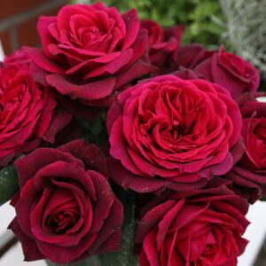 GRAFIN DIANA  kvapni plika šaknis