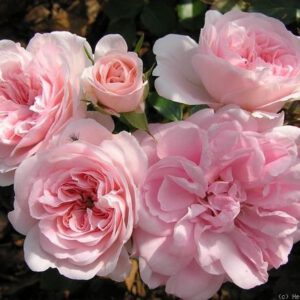 GRANNY (POULOMA) vazone