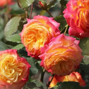 Gartenspaß plika šaknis