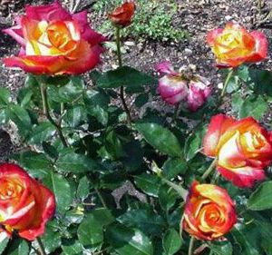 Giscours plika šaknis