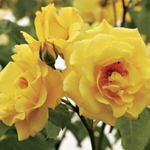 Golden Gate vijoklijis vazone Akcija 5 d.