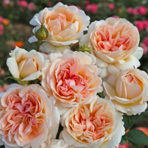 Grossherzogin Luise kvapni  plika šaknis Parfuma kolekcija