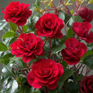 H.C. ANDERSEN vazone nuostabi rožė