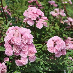HEAVENLY PINK (LENNEDI)  plika šaknis