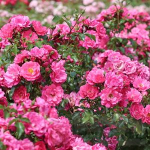 HEIDETRAUM plika šaknis