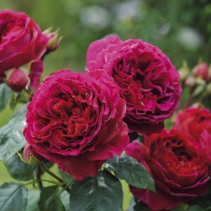 Heathcliff Kvapnus vazone Akcija