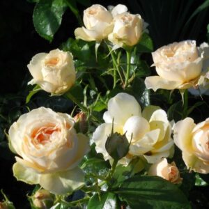 Henrietta Barnett plika šaknis