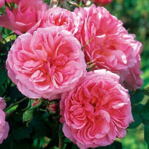 Hyde Hall plika šaknis