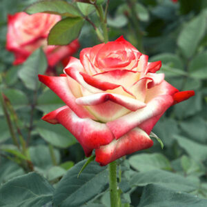 IMPERATRICE FARAH vazone