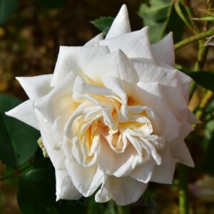 Ilse Krohn  kvepiantis vijoklinis plika šaknis