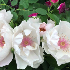 JACQUELINE DU PRE vazone