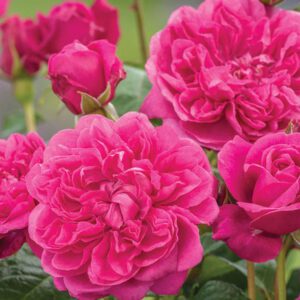 JAMES L. AUSTIN (AUSPIKE) vazone