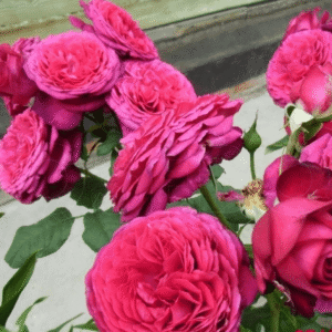 JOHANN WOLFGANG V. GOETHE ROSE vazone