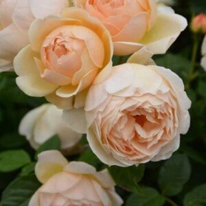 JUDE THE OBSCURE vazone