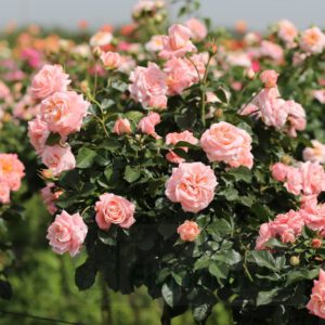 KALMAR Castle Poulkalm vazone