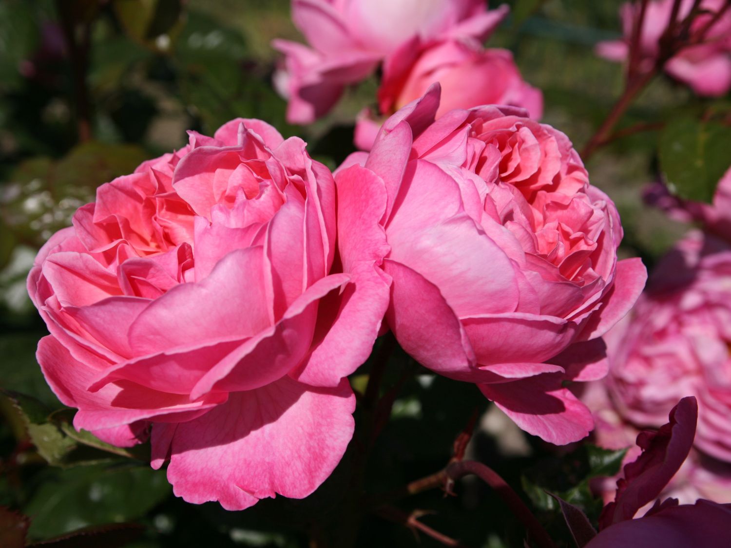 KOLNER FLORA plika šaknis