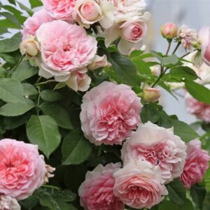 KURFURSTIN SOPHIE (MEISSELPIER) nupiginta