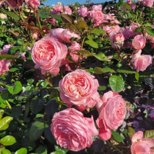 Kolner flora kvapni plika šaknis