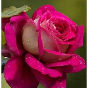 Kronenbourg’ plika šaknis