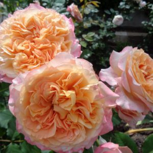 LA VILLA COTTA  plika šaknis