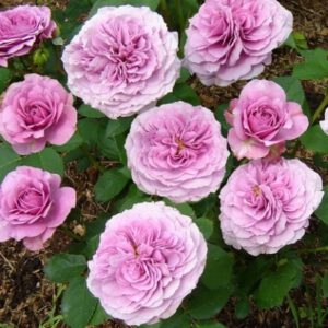 LAVENDER ICE vazone