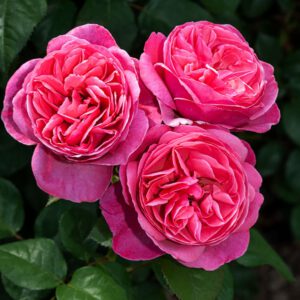 LINE RENAUD  labai kvapnus vazone