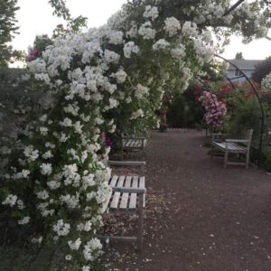 LYKKEFUND plika šaknis