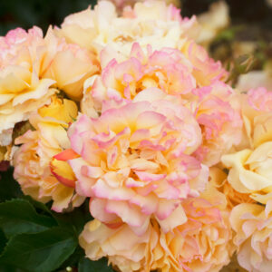 Lampion plika šaknis