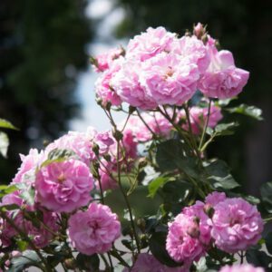 Levander Lassie pakalnučių kvapo plika šaknis