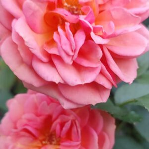Lina  floribunda vazone