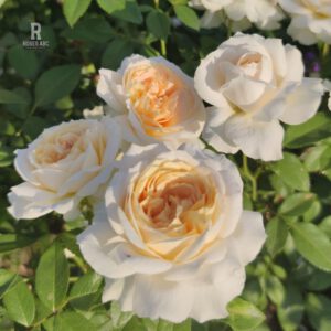 Lions rose kvapni plika šaknis