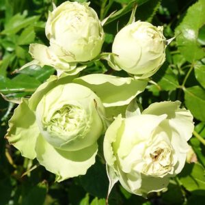 Lovely green plika šaknis