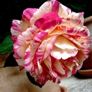 MARC CHAGALL  Naujiena vazone