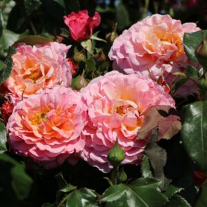 MARIE CURIE (MEILOMIT)