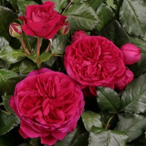 MARIETTA Naujiena vazone