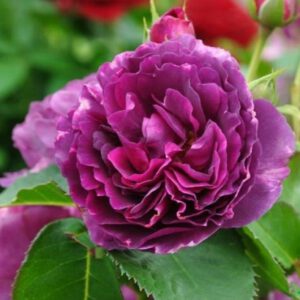 MINERVA (VISANCAR) vazone