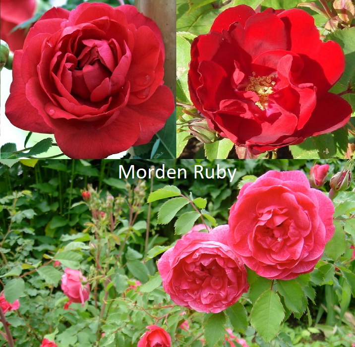 MORDEN RUBY kanadinė vazone