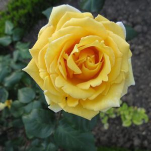 Madame Pierre S. Dupont vijoklinis