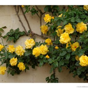 Madame Pierre S. Dupont vijoklinis