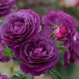 Mystérieuse  kvapni plika šaknis