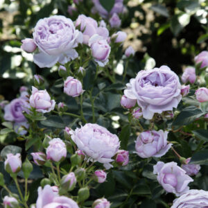 NAUTICA (KORCHARBLU) plika šaknis