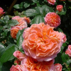 NOTRE DAME DU ROSAIRE vazone